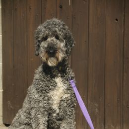 Pepper - Labradoodle