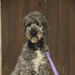 Pepper - Labradoodle