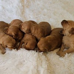 Boy 5 - Golden male Golden Retriever puppy in Milton Freewater, Oregon from Lilac Acres