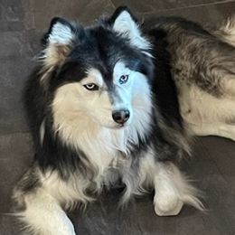 Pomskies from Magic Valley Pomskies