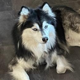 Pomskies from Magic Valley Pomskies