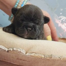 French Bulldog Puppies from PHP's Starbulls