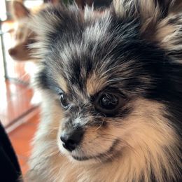 Chloe - Pomeranian