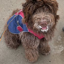 Bernedoodle and Goldendoodle Puppies from Selah Mountain Dogs