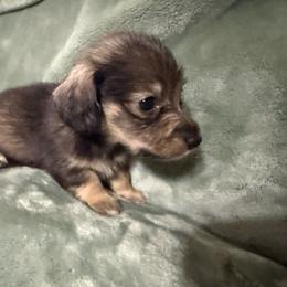 Girl 1 - Cream female Dachshund puppy in Ranburne, Alabama from Camdox