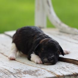 Billie - Brown female Whoodle puppy in West Bend, Iowa from Blue Skies Terriers