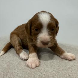 Pink collar girl - Red  female Goldendoodle puppy in Ridgewood, New Jersey from Jessie’s Doodles