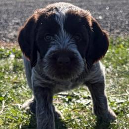 Demi-(Storm) - Brown and gray female Wirehaired Pointing Griffon puppy in Grangeville, Idaho from Happy Hollow Griffons