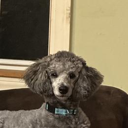 Princesd - Poodle