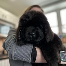 Newfoundland Puppies from Knallhart Kennels