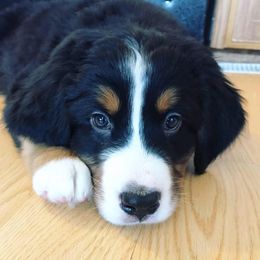 Bernedoodles and Bernese Mountain Dogs from Montana Berners