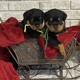 Boy 1 - Black and mahogany male Rottweiler puppy in Burlington, Kentucky from vom Blaurasen Rottweilers