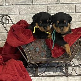 Boy 1 - Black and mahogany male Rottweiler puppy in Burlington, Kentucky from vom Blaurasen Rottweilers