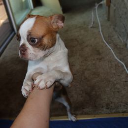 Boston Terrier Puppies from The Boston Puppy
