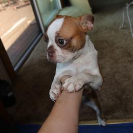 Boston Terrier Puppies from The Boston Puppy