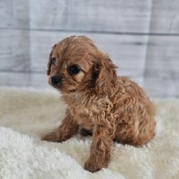 Cedar Brooks - Apricot male Cavapoo puppy in Decatur, Illinois from We R Puppies-Petite Pups