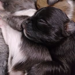 Chihuahua Puppies from Grace & Glory Chihuahuas