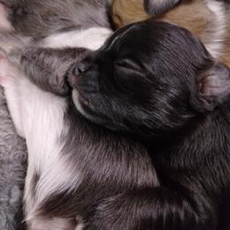 Chihuahua Puppies from Grace & Glory Chihuahuas