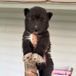 Boy 2 - Black and white male Siberian Husky puppy in Uhland, Texas from Siberian Huskies
