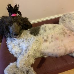 Poodle puppies from Snugglebear Moyen Poodles of SE Idaho