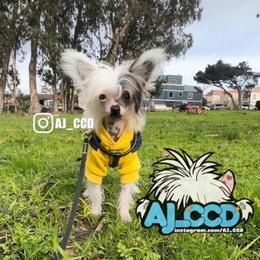 Chinese Crested Puppies from Lucky Star Chinese Crested Dog