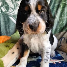 Fisher - Black white and tan male English Springer Spaniel puppy in Grant, Michigan from Bedell's Riverdog Run