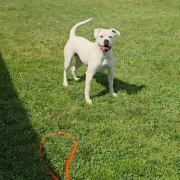 American Bulldog puppies from Slayton's American Bulldogs