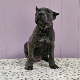 Cane Corso Puppies from RRR Corsos