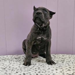 Cane Corso Puppies from RRR Corsos