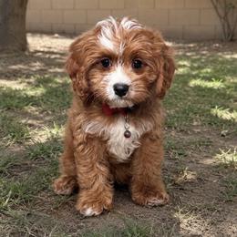 Schmidt - Red male Cavapoo puppy in Gilbert, Arizona from Dani’s Dawgs