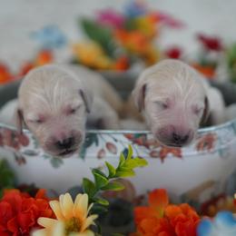 Goldendoodle Puppies from YL Goldendoodles