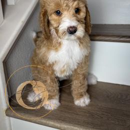 Miss Scarlett (red collar female) - Apricot female Goldendoodle puppy in Murrieta, California from Apricot Poodles & Goldendoodles, LLC