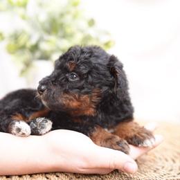 Bailey - Phantom female Bernedoodle puppy in Spokane, Washington from Doodle Love