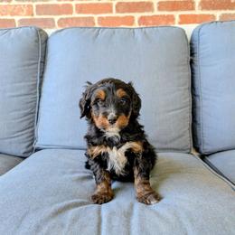 Kale - Tri-color male Bernedoodle puppy in Gilbert, Arizona from San Tan Doodles