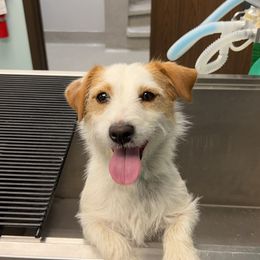 Dolly - Russell Terrier
