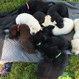 Labrador Retriever Puppies from 7Cs Labs