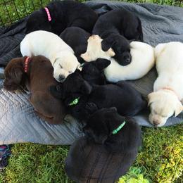 Labrador Retriever Puppies from 7Cs Labs