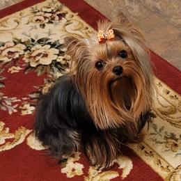 TUX - Yorkshire Terrier