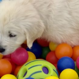 Golden Retriever and Jack Russell Terrier Puppies from Shelby Burleson's Golden Retrievers and Jack Russell Terriers