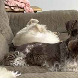 Georgia - Miniature Schnauzer