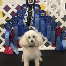 Simba - Poodle
