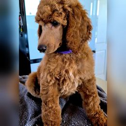 Purple collar - Red  female Poodle puppy in El Paso, Texas from Paws Of Beauty