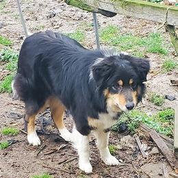 Bina - Border Collie