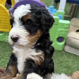 Bernedoodle, Poodle, and Saint Berdoodle Puppies from Myt fine doodles