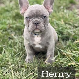 Henry - Blue male French Bulldog puppy in Ottawa, Kansas from Hey Hey Frenchies