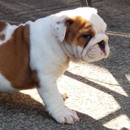 Bulldogs from Absolut Bulldogs