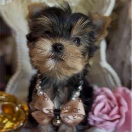 FaVian DeLeon - Black and gold male Yorkshire Terrier puppy in Prosper, Texas from DaintyDawlz
