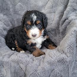 Rex - Tri-color male Bernedoodle puppy in East Earl, Pennsylvania from Mountainside Puppies