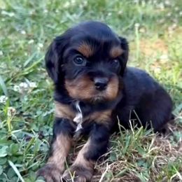 Girl 1 - Black and tan female Cavalier King Charles Spaniel puppy in Spokane, Washington from Treasured Cavaliers of the Pacific Northwest