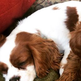 Cavalier King Charles Spaniels, Cavapoos, Goldendoodles, and Golden Retrievers from Park City Doodles